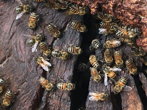 Hyperedge- , PCB Design, Hardware Design, Electronics Design, This dataset contains 500 images of bees that have been uploaded by iNaturalist users for the purposes of recording the observation and identification.