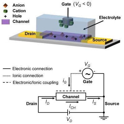The device layout and working principle of OECTs