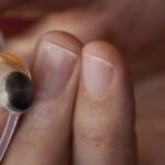 The Future of Vision Looks Bright With Advances in Prosthetic Retinas