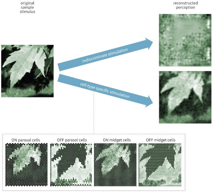 Various ganglion cell clusters are responsible for different visual aspects