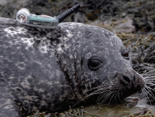 Tracker affixed to a harbor seal