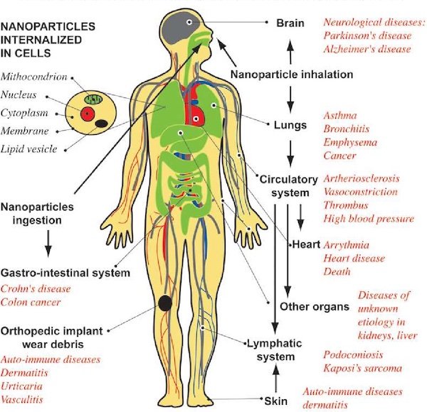 Diagram showing&nbsp;the displacement of nanoparticles within the body and the possible effects.