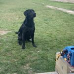 This Arduino-controlled ball launcher lets your pup play fetch for hours