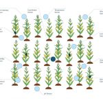 Sustainable transformation of agriculture with the Internet of Things