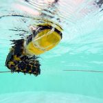 This strange robotic fish swims like a lamprey
