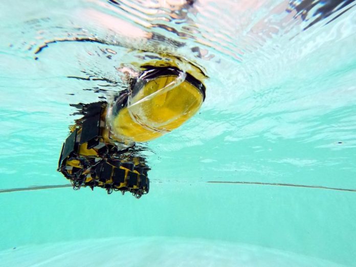 This strange robotic fish swims like a lamprey
