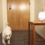 This tinyML system helps soothe your dog’s separation anxiety with sounds of your voice