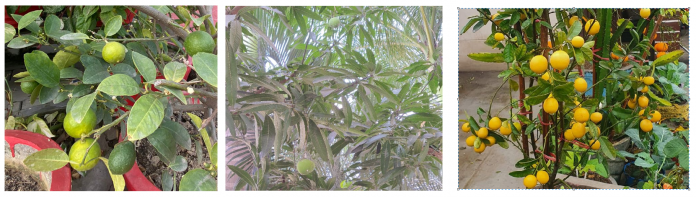 Use computer vision to measure agriculture yield with Amazon Rekognition Custom Labels