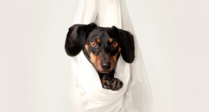 Using smart home tech to care for your pets