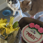 Cat Presence Detector