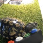 Giving a teenage pet turtle a synthetic pizza-ordering voice