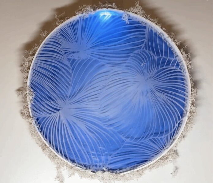 This nature-inspired display reacts to ambient sounds