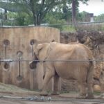 Zoo elephants get a musical toy to enrich their lives